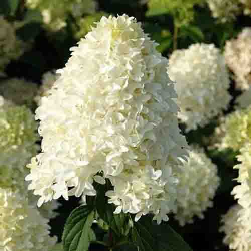 Hydrangeas