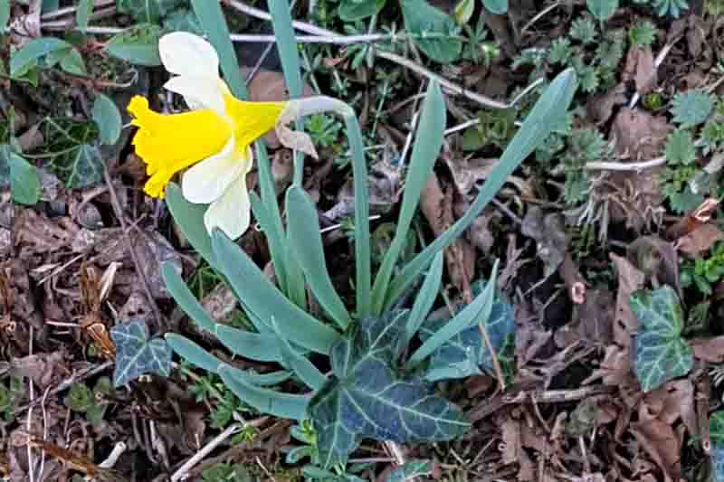 Fleurs