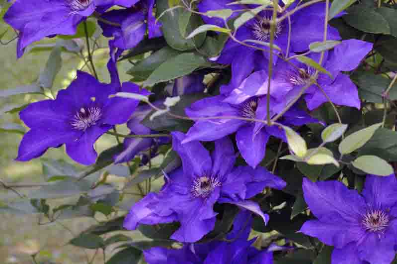 Fleurs
