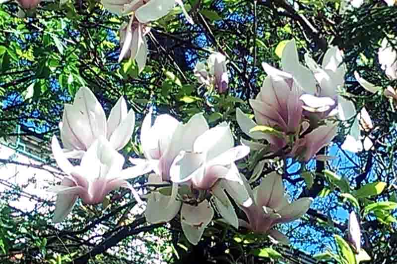 Fleurs