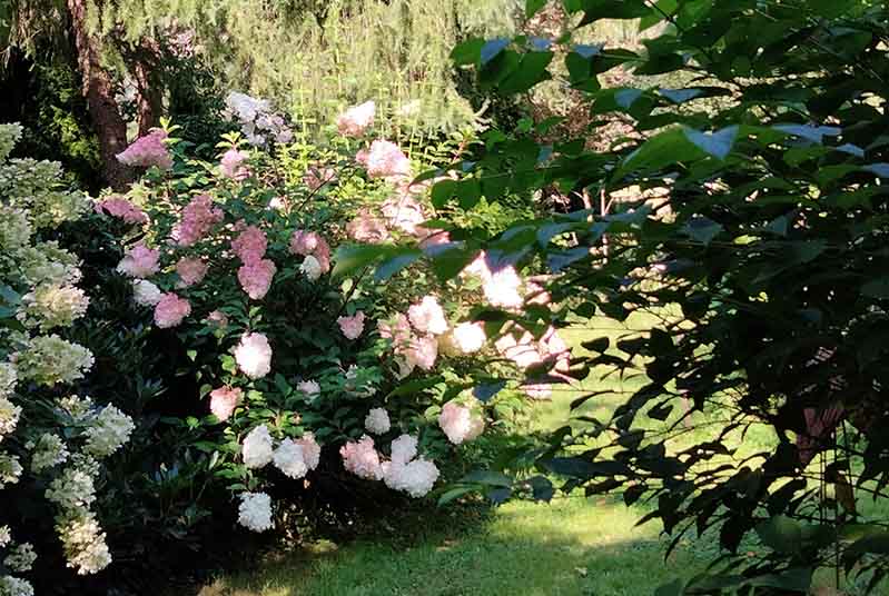 Fleurs