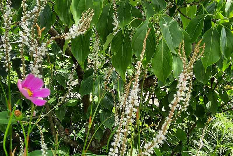 Fleurs