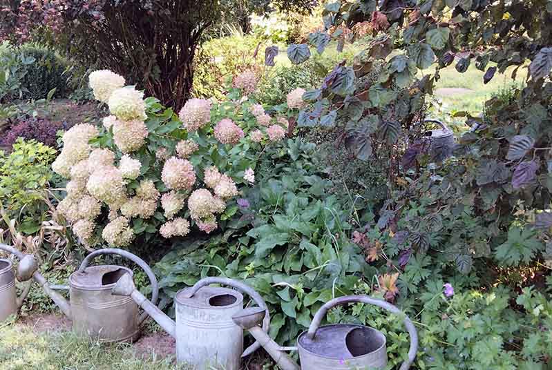 Fleurs