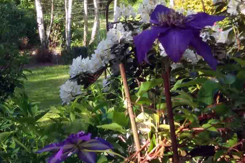 Fleurs