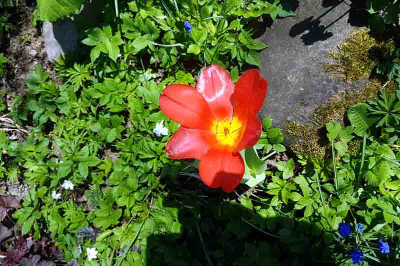Fleurs