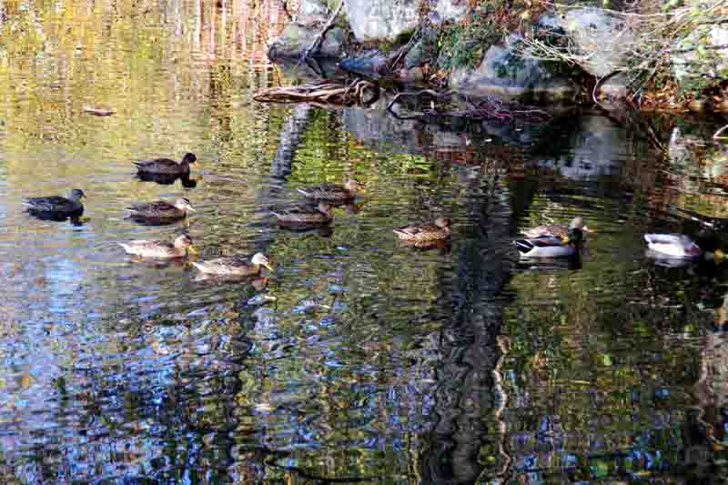 plan d'eau